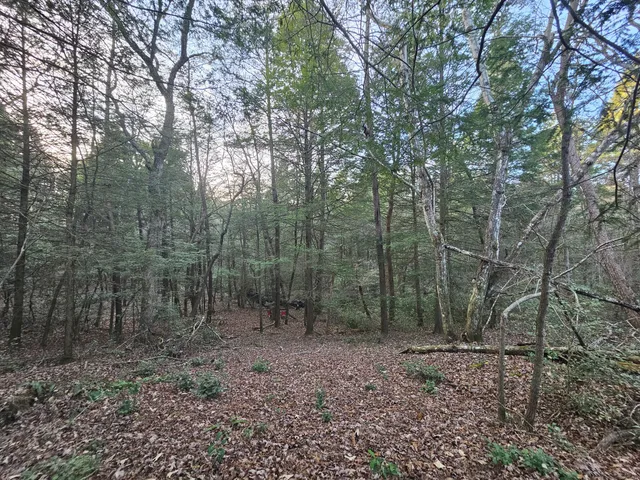a view of a forest with trees in the background