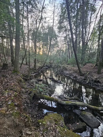 a view of a forest with trees