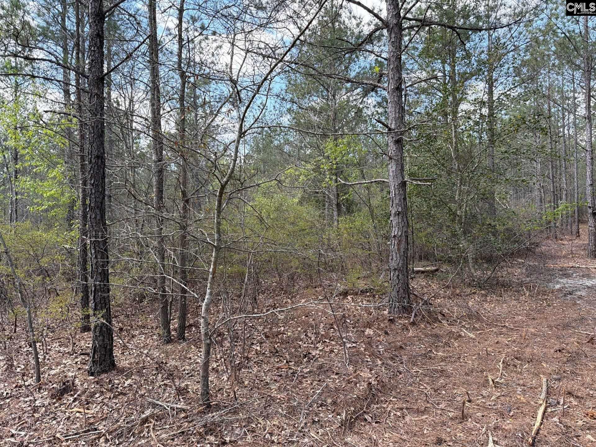 3 Mt Calvary Rd Ridge Spring Ridge Spring, SC 29129 - Photo 8 of 27