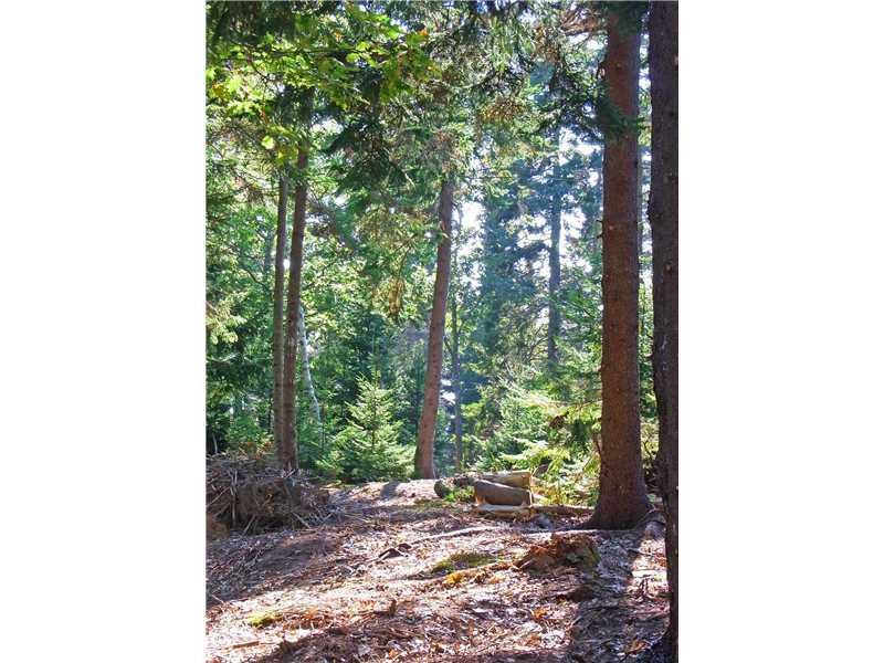 Lot 1 Headland Road Harpswell, ME 04079 - Photo 4 of 10 Land/Lot. South lot forest
