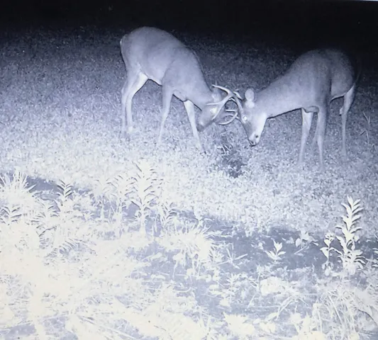 $4,750,000 | 849 Mt Bess Road, Charleston, VT 05872