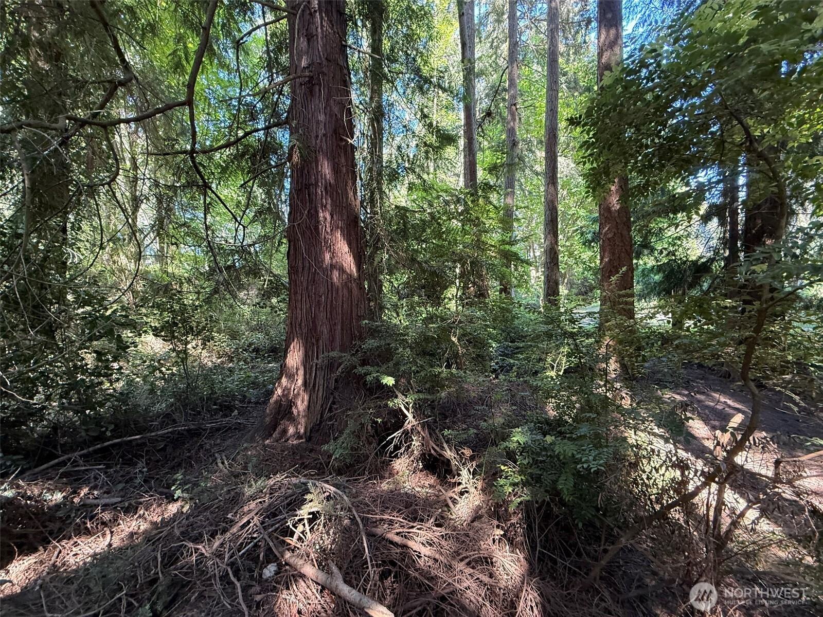 5860 Fish Road Freeland, WA 98249 - Photo 12 of 23 a backyard of a house with lots of green space