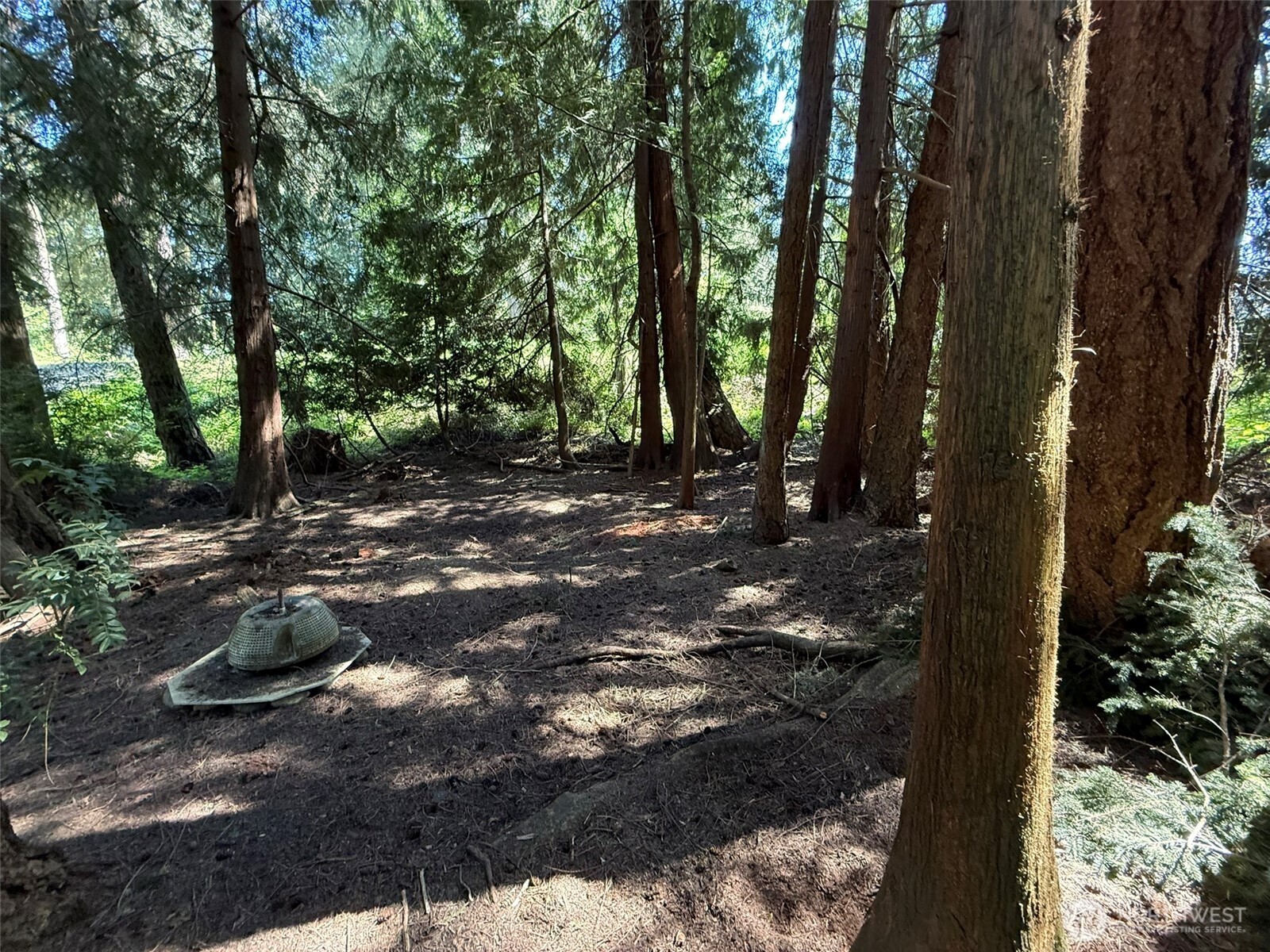 5860 Fish Road Freeland, WA 98249 - Photo 14 of 23 a view of a forest filled with trees