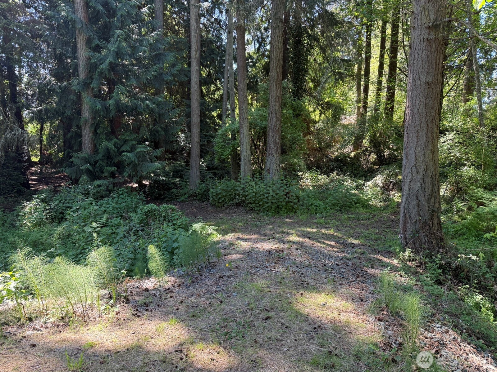 5860 Fish Road Freeland, WA 98249 - Photo 5 of 23 a view of a forest filled with trees