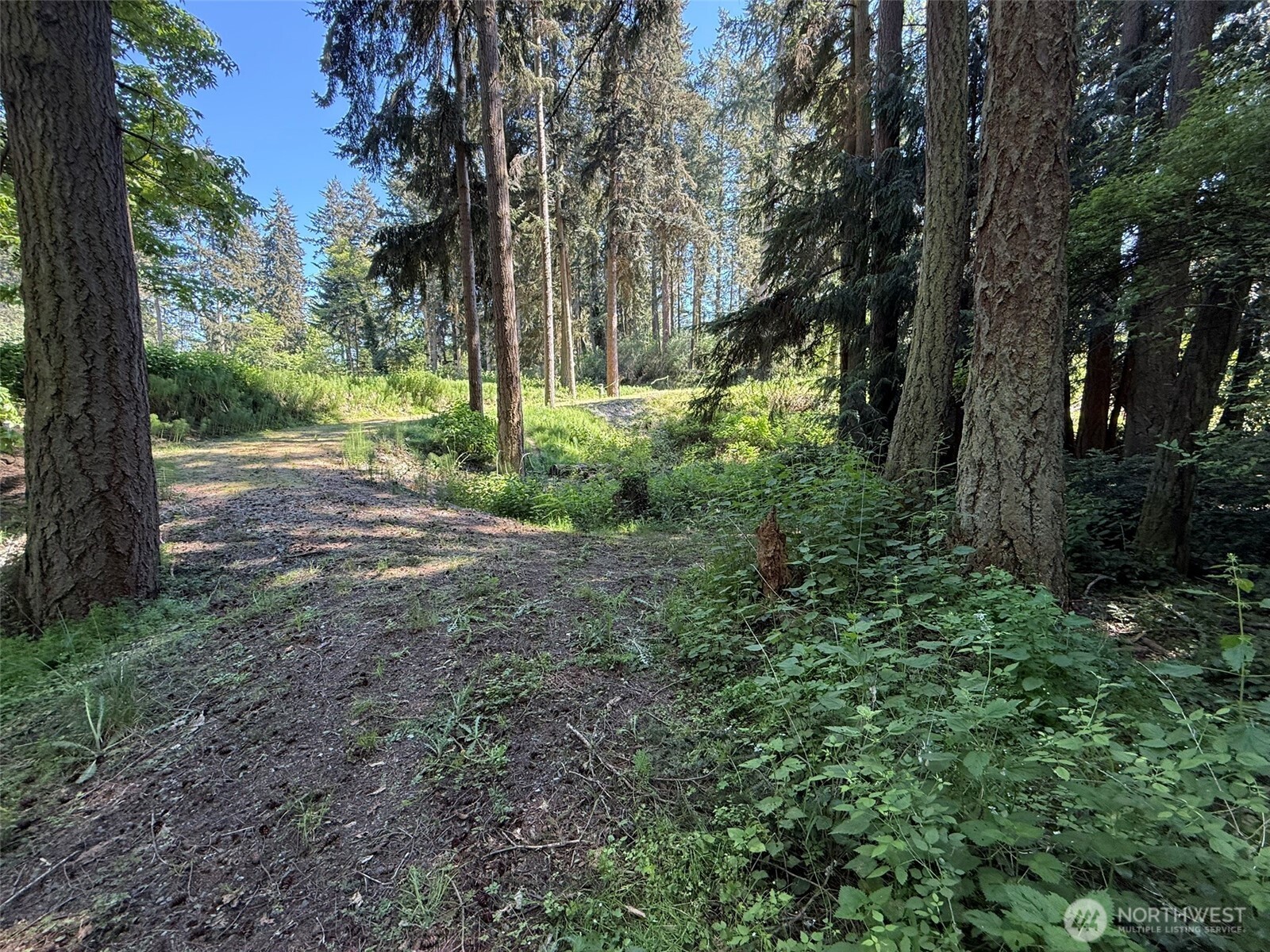 5860 Fish Road Freeland, WA 98249 - Photo 10 of 23 a view of a yard with plants and trees