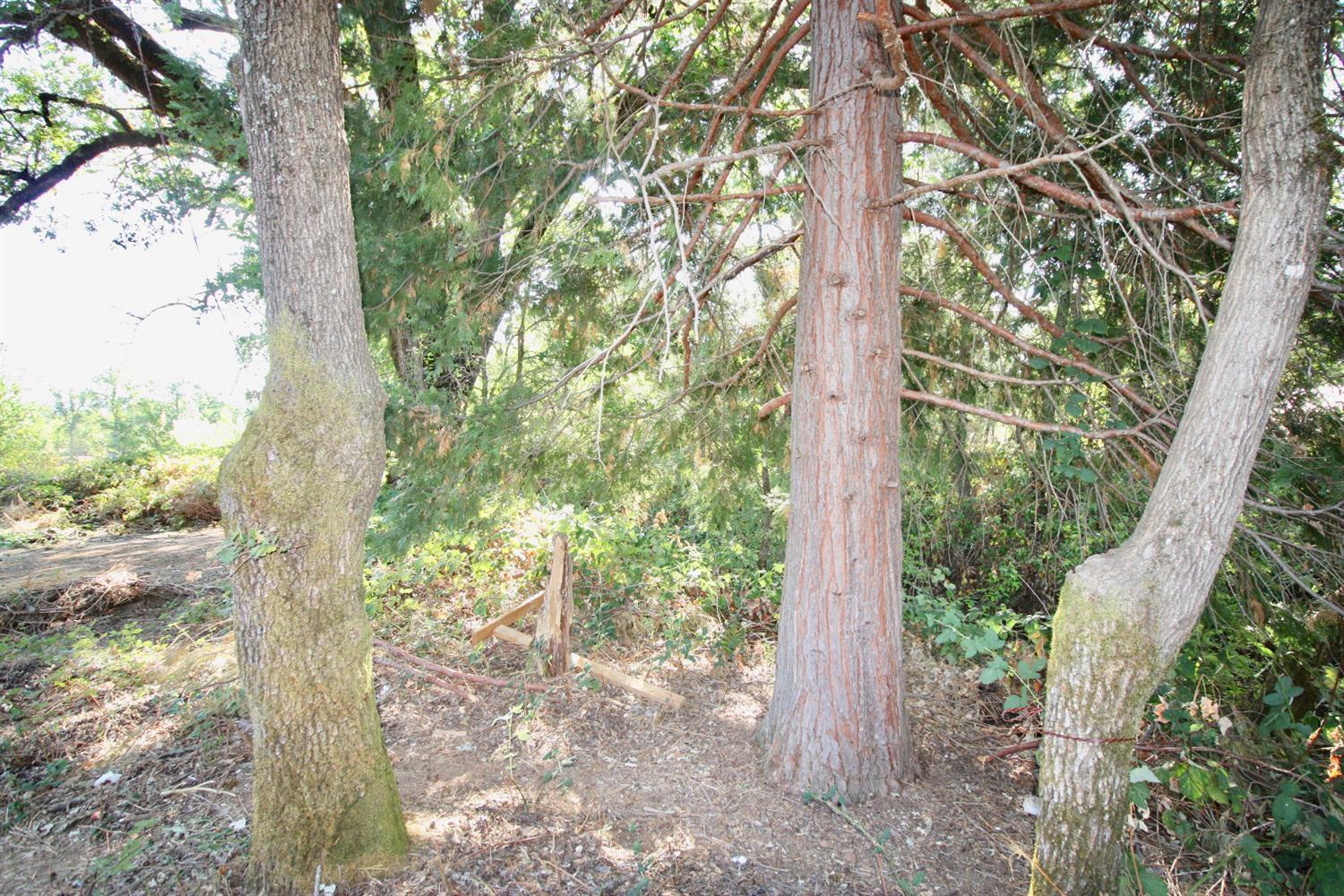 9398 Yuba Ranch Way Oregon House, CA 95962 - Photo 14 of 22 a view of forest