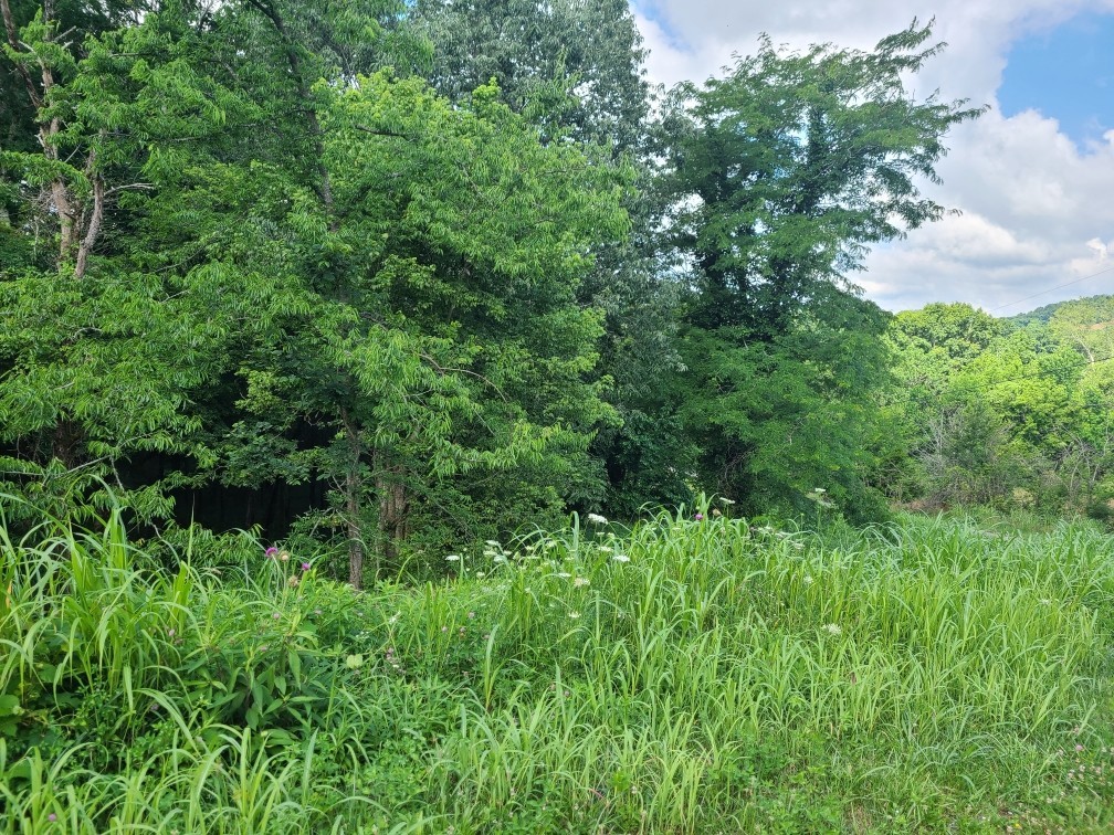 0 Puncheon Camp Road Bell Buckle, TN 37020 - Photo 4 of 4 Gallery Image 4