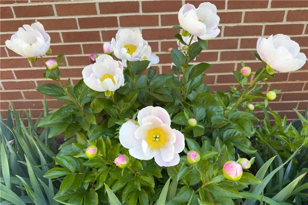 $475,000 | 512 Williamsburg Drive, Dalton, GA 30720