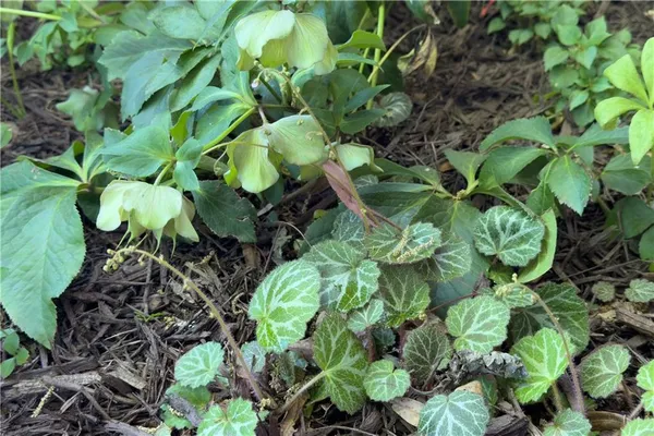 $475,000 | 512 Williamsburg Drive, Dalton, GA 30720