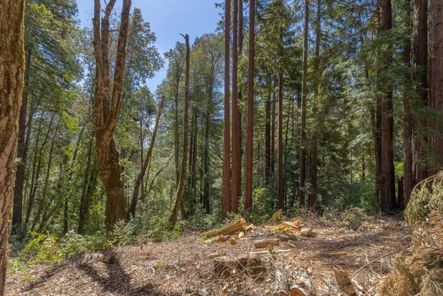 a view of outdoor space with lots of trees