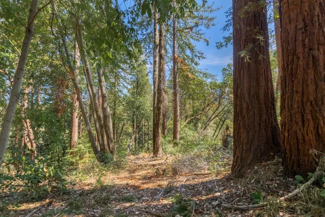 a view of a yard with lots of trees