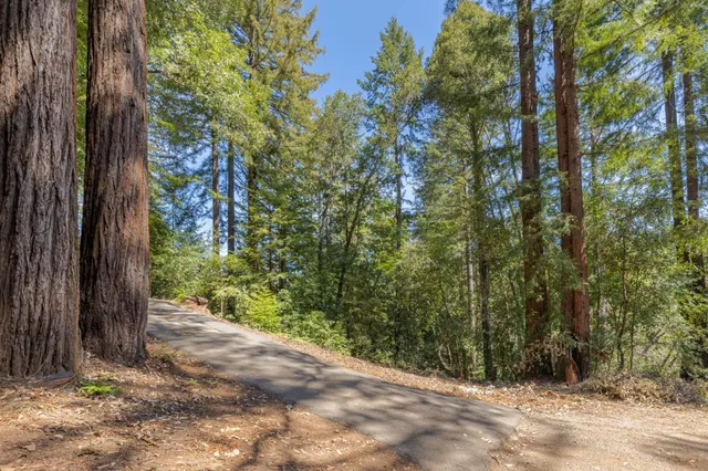 a view of a yard with plants and trees
