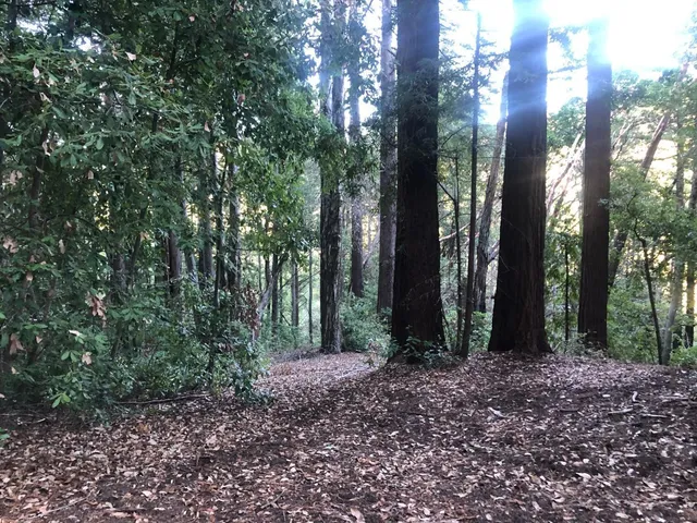 a view of a forest that has large trees