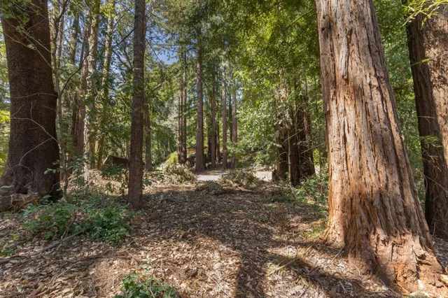 a view of a forest filled with trees