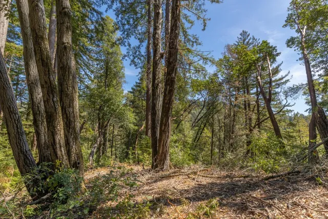 a view of backyard with green space