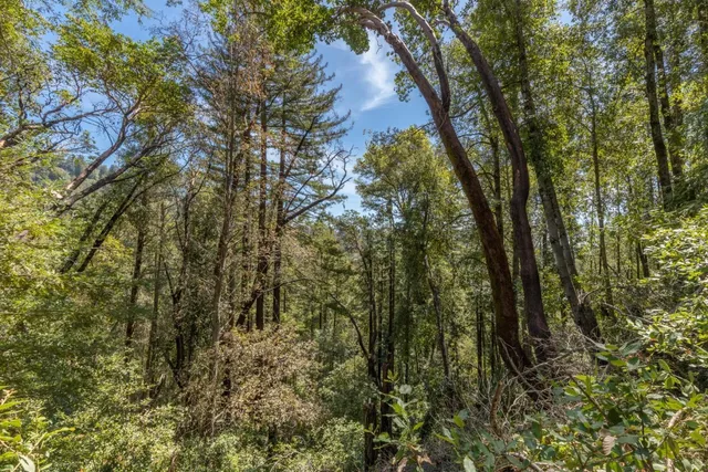 a view of a forest with a tree