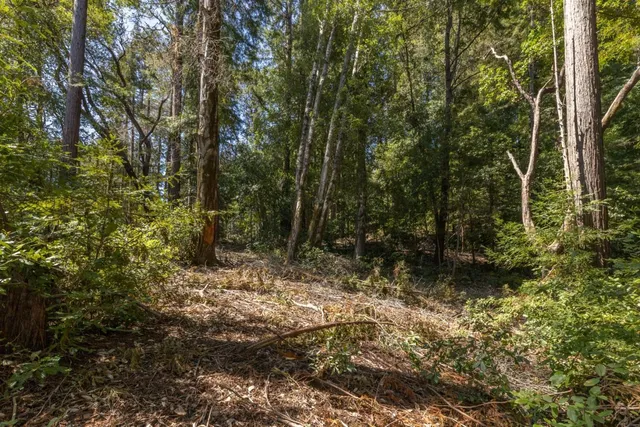 a view of a yard with plants and large trees