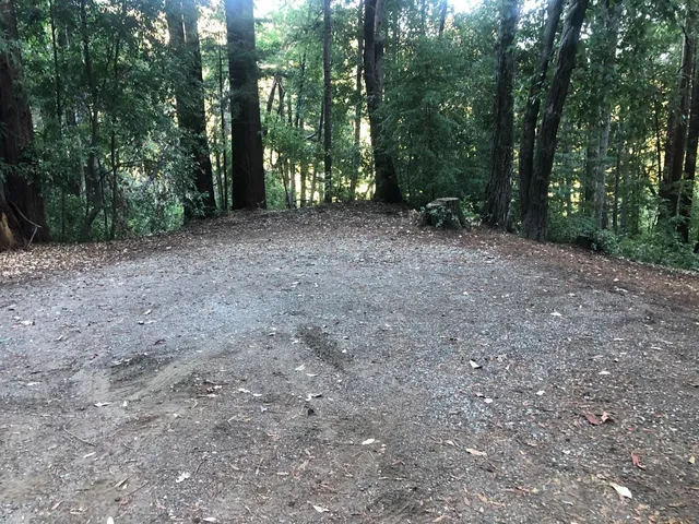 a view of a forest with trees in the background