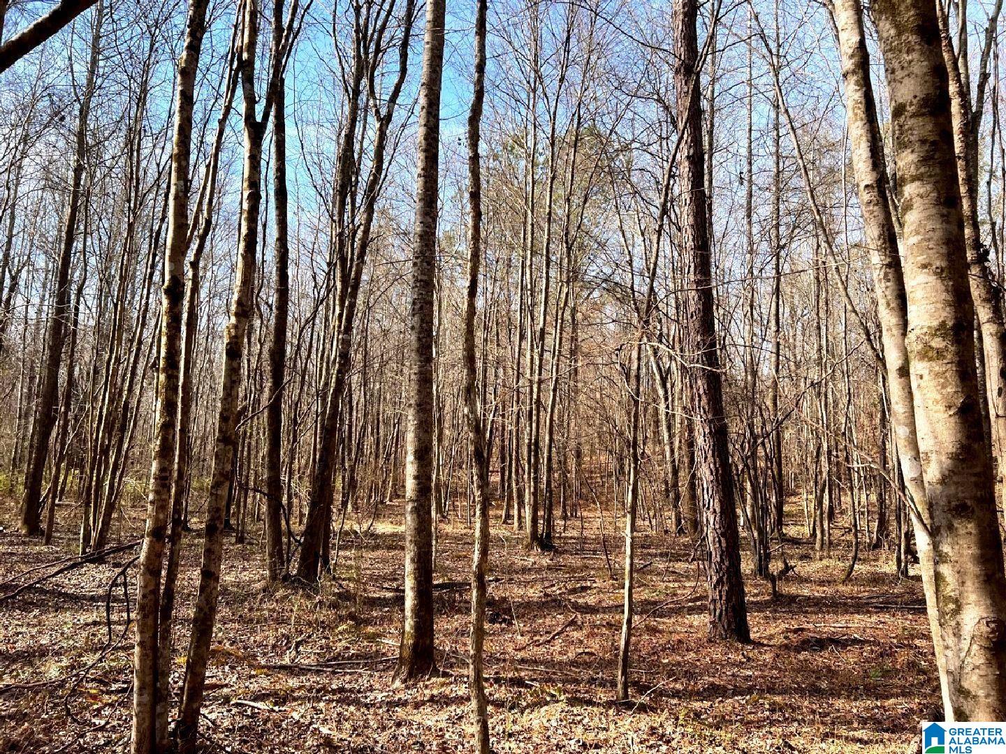 3045 Corinth Road, Unit 56 ACRES Cragford, AL 36255 - Photo 2 of 29
