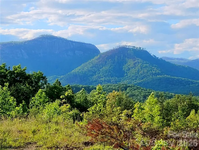 a view of a bunch of trees and bushes