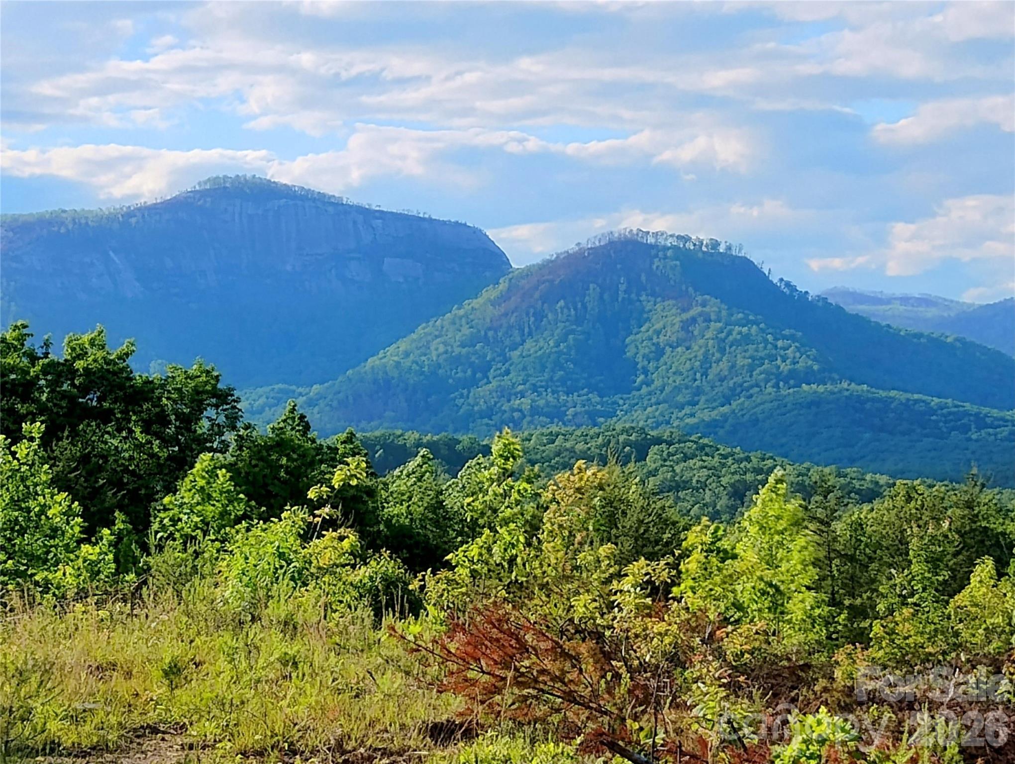a view of a bunch of trees and bushes