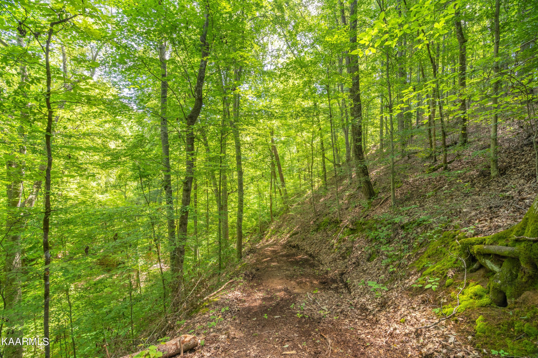 590 Riden Road Greenback, TN 37742 - Photo 35 of 45 Gallery Image 35