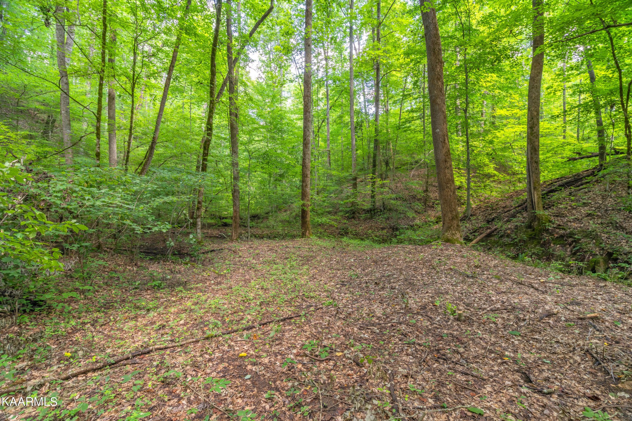 590 Riden Road Greenback, TN 37742 - Photo 37 of 45 Gallery Image 37