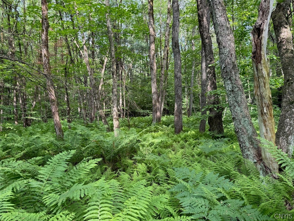 206 Durgee Road Orwell, NY 13302 - Photo 7 of 10 Gallery Image 7