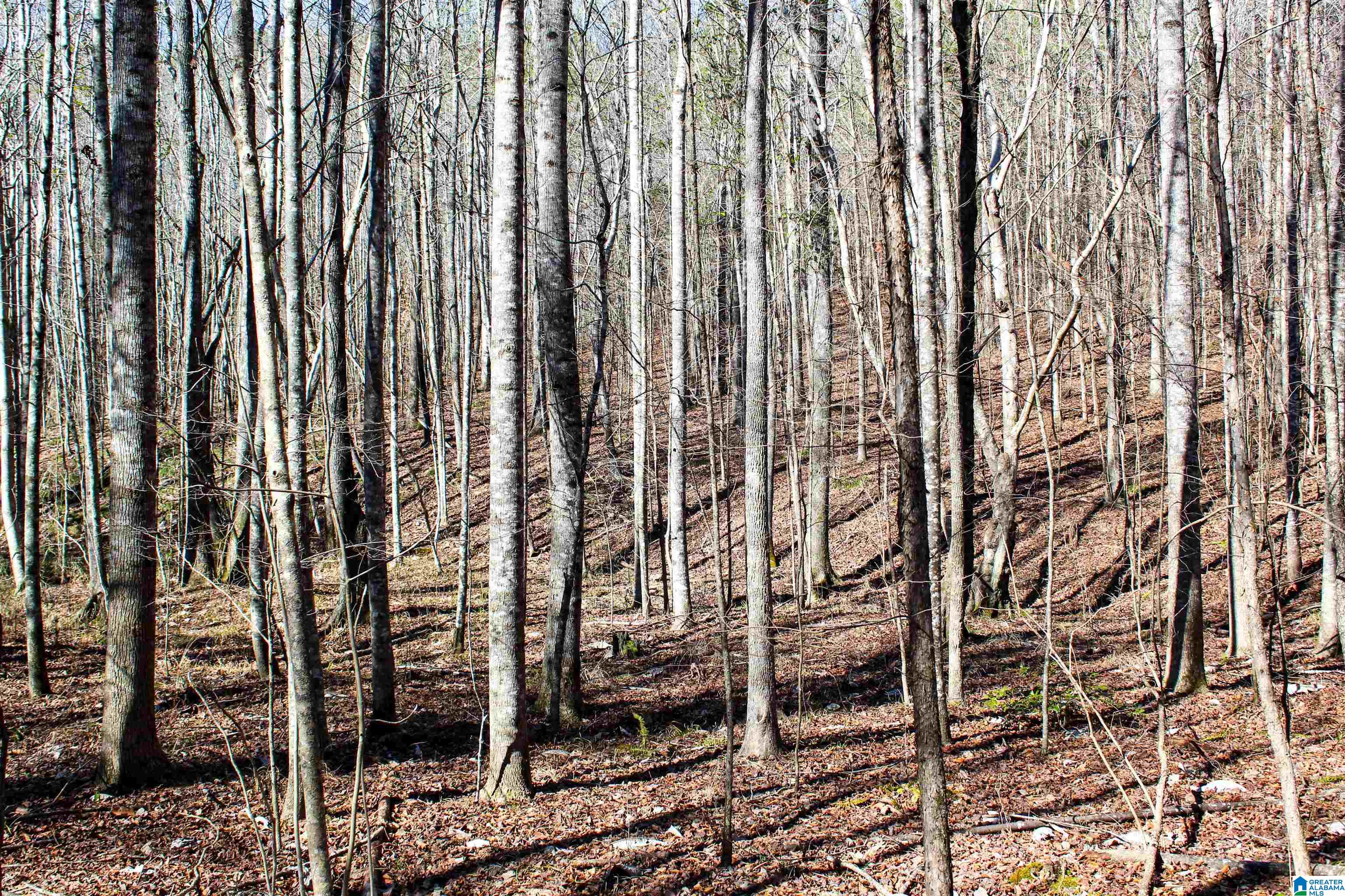 29 Highway Williams Road, Unit ARCHIE Hamilton, AL 35570 - Photo 23 of 46