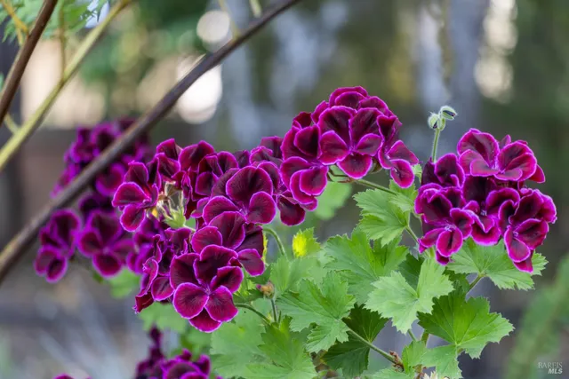 $4,795,000 | 11 Crest Road, Belvedere, CA 94920