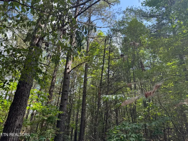 $450,000 | Hannah Davidson Road, Sunbright, TN 37872