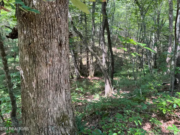 $450,000 | Hannah Davidson Road, Sunbright, TN 37872