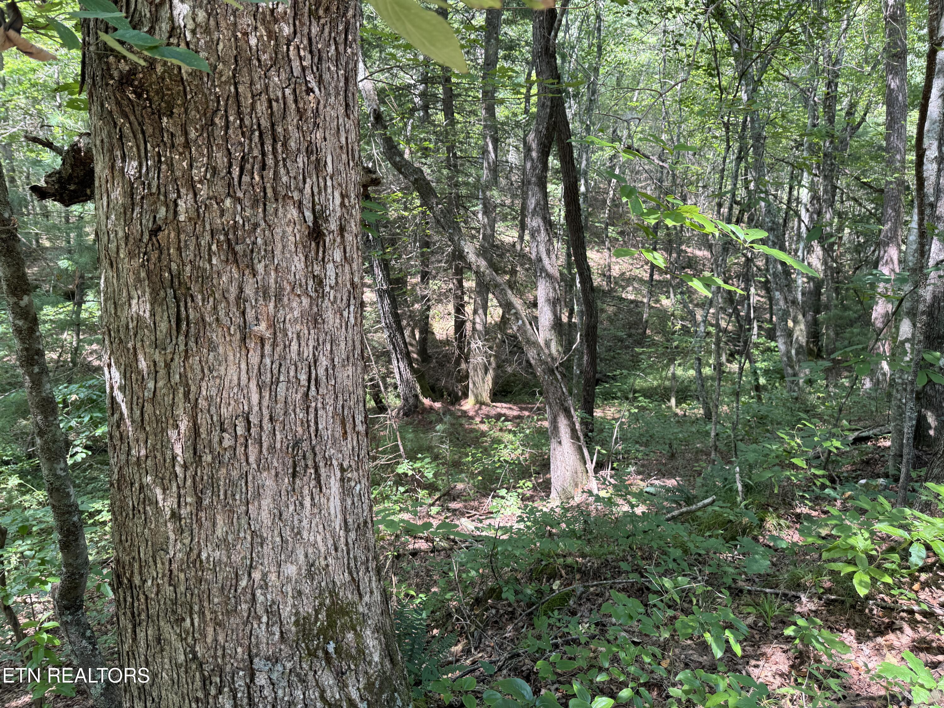 Hannah Davidson Road Sunbright, TN 37872 - Photo 11 of 11 IMG_4236