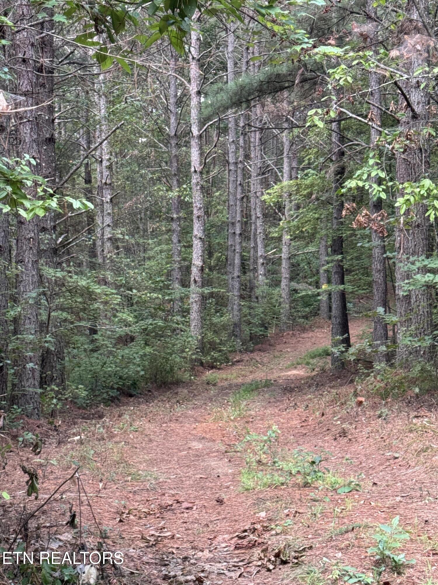 Hannah Davidson Road Sunbright, TN 37872 - Photo 4 of 11 IMG_4225