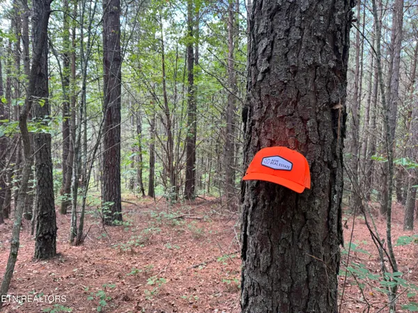 $450,000 | Hannah Davidson Road, Sunbright, TN 37872