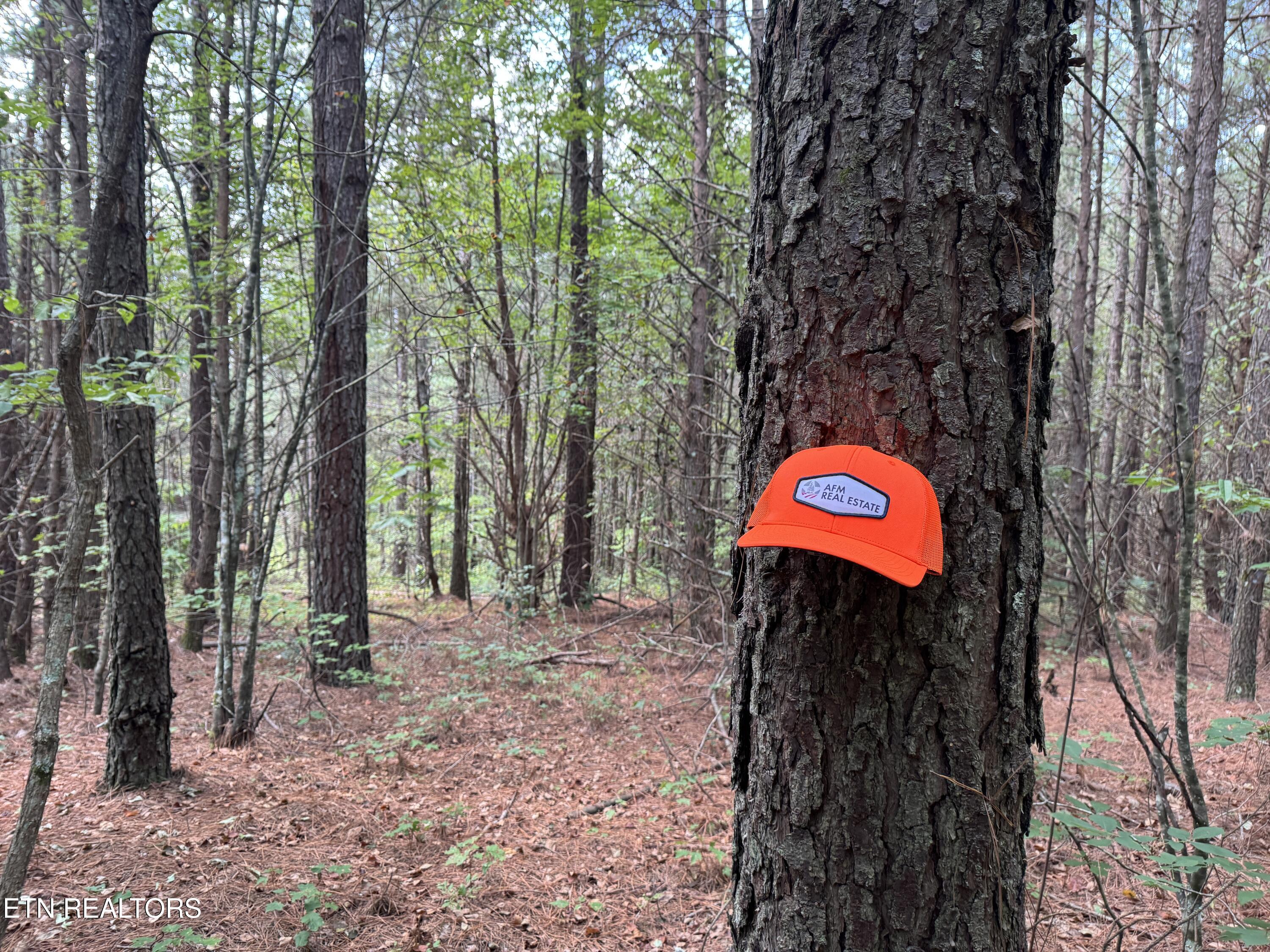 Hannah Davidson Road Sunbright, TN 37872 - Photo 5 of 11 IMG_4226