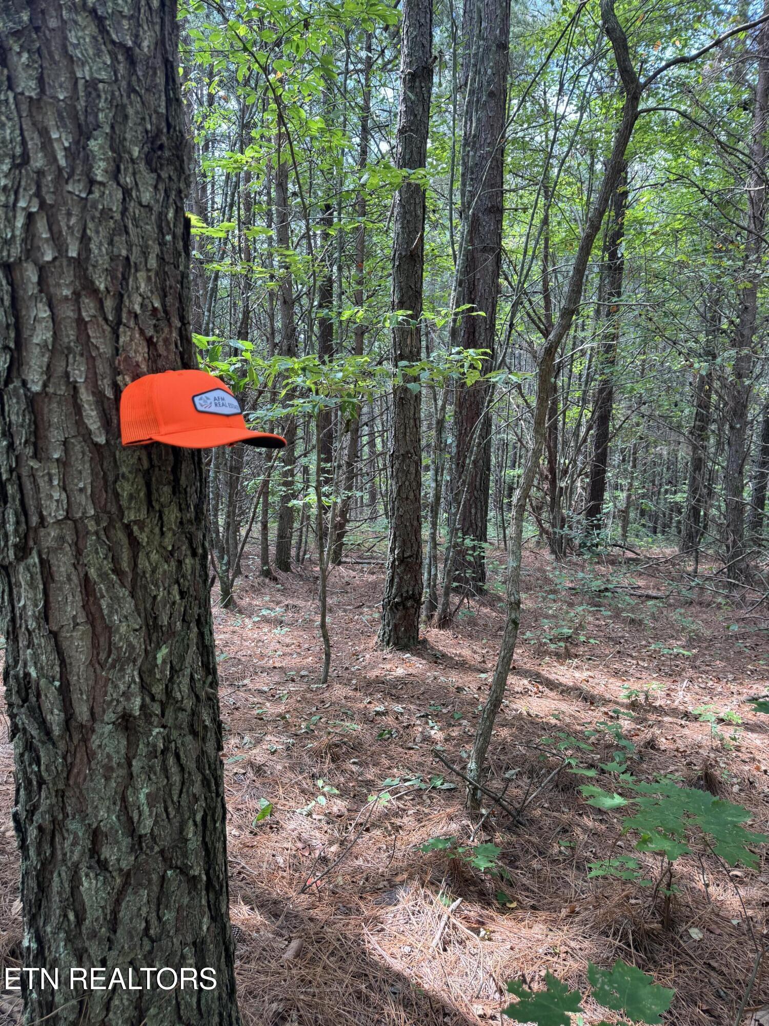 Hannah Davidson Road Sunbright, TN 37872 - Photo 6 of 11 IMG_4228