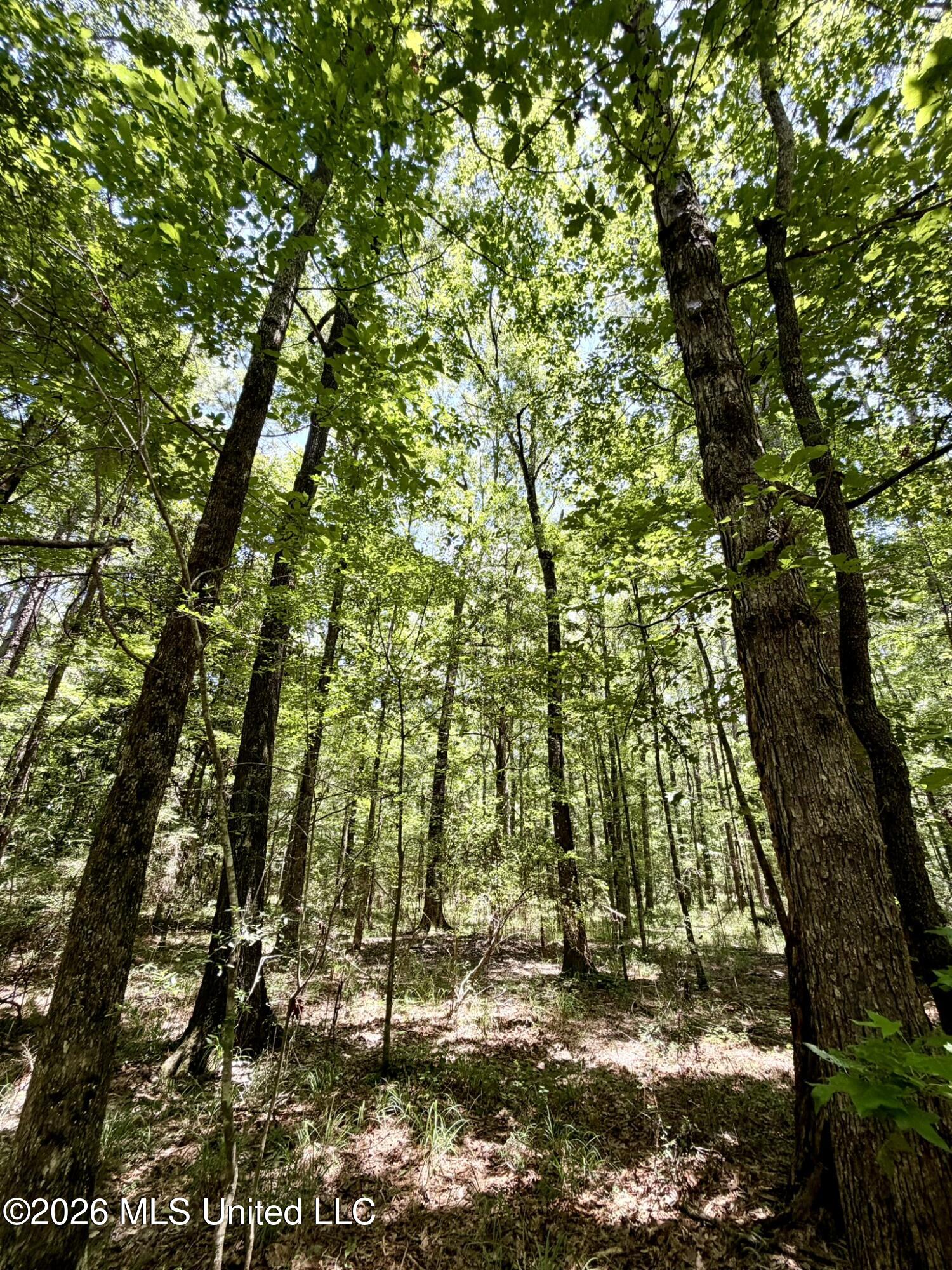 2497 Linfrank Line Drive Southwest Smithdale, MS 39664 - Photo 2 of 14 IMG_0727