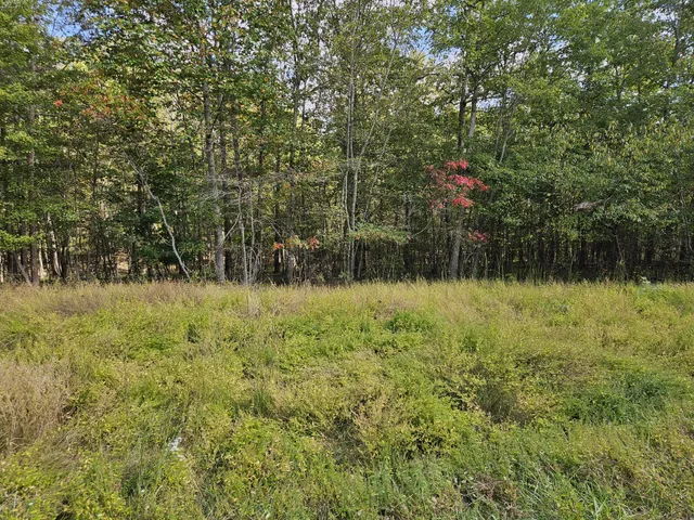 a view of backyard with green space