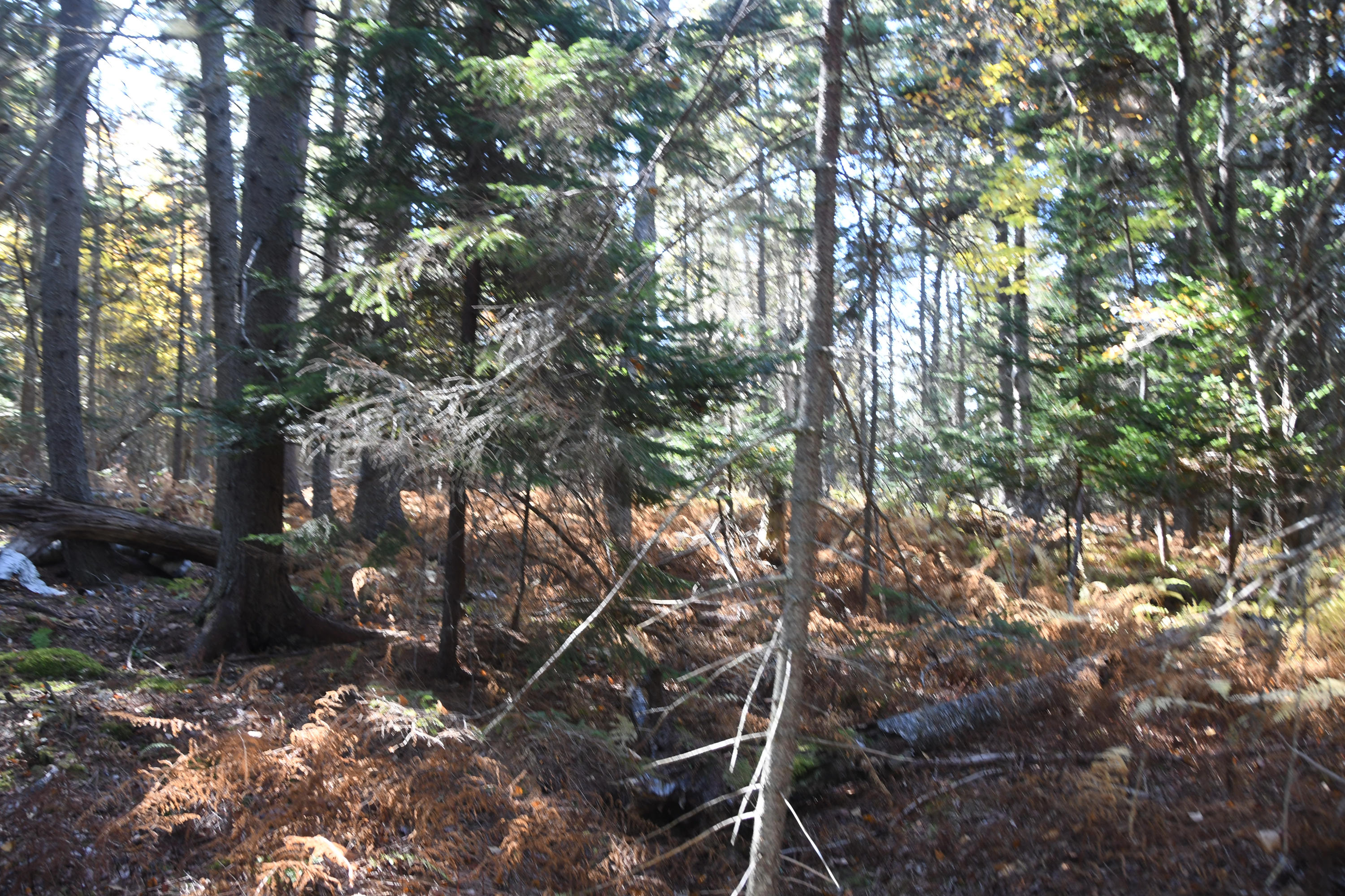 01 North Deer Isle Road Deer Isle, ME 04627 - Photo 34 of 34 20171021_AnneKeck_040