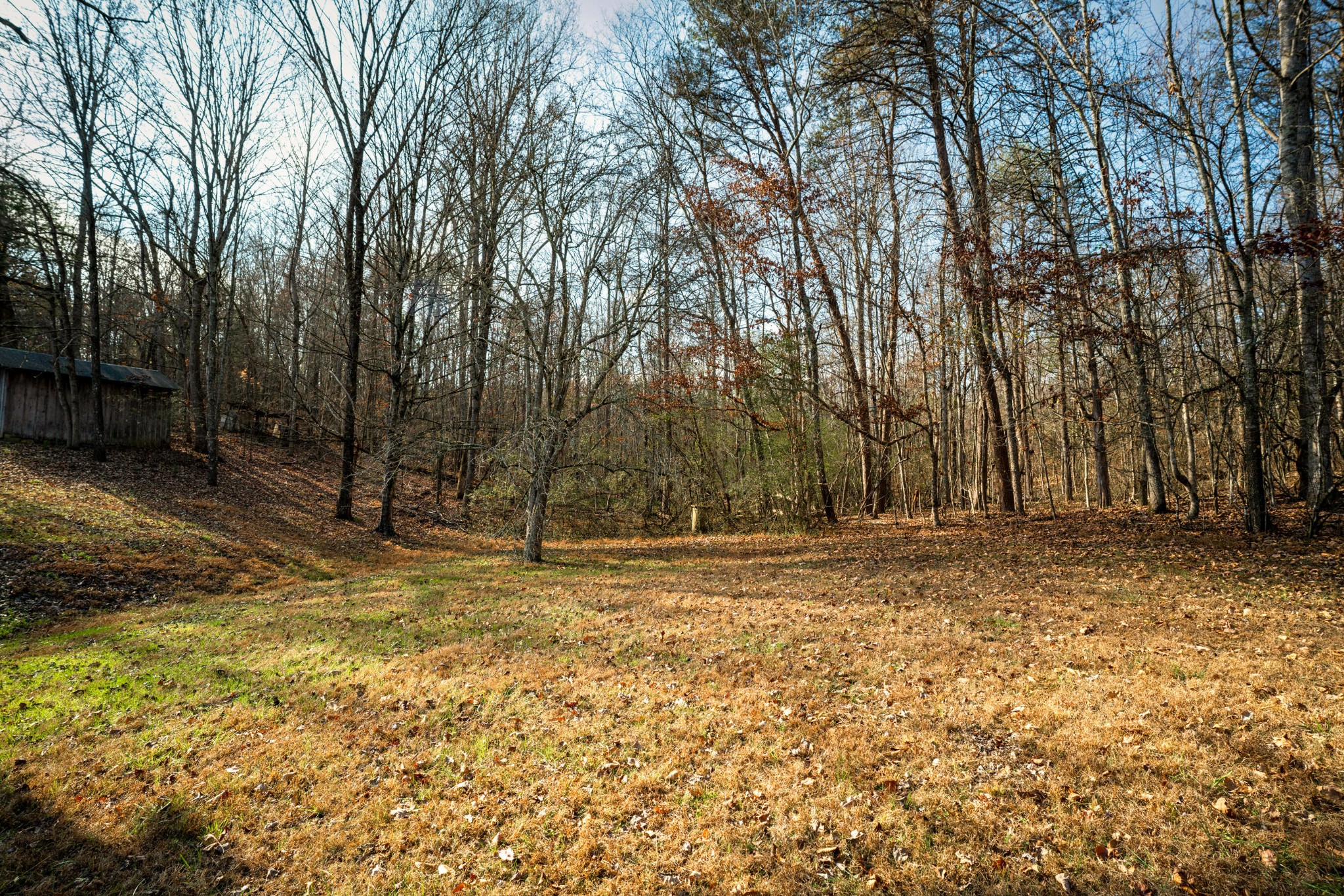 11405 Highway 58 Georgetown, TN 37336 - Photo 66 of 70 a view of a yard with a tree