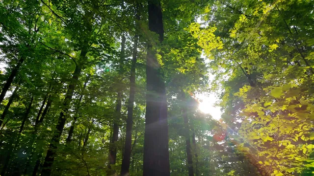 $59,000 | Tower Road, Unit 5, Crandon, WI 54520