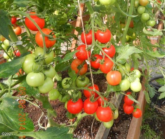 648 Olalla Road Toledo, OR 97391 - Photo 42 of 43 Grow Tomatoes