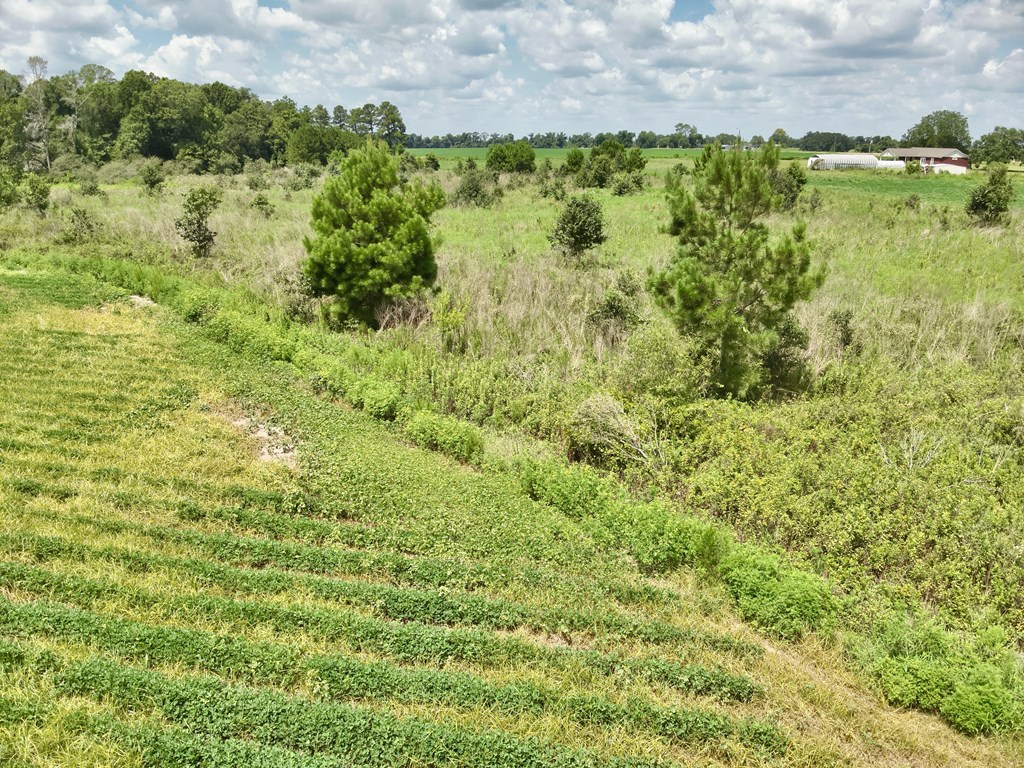 92-acres Bazemore Mill Pond Road Gordon, AL 36343 - Photo 10 of 15