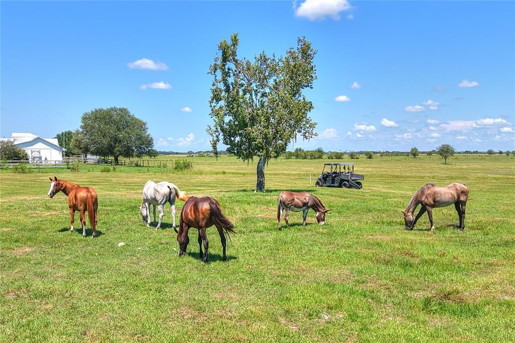 Northwest Limestone Heights Street Arcadia, FL 34266 - Photo 28 of 62