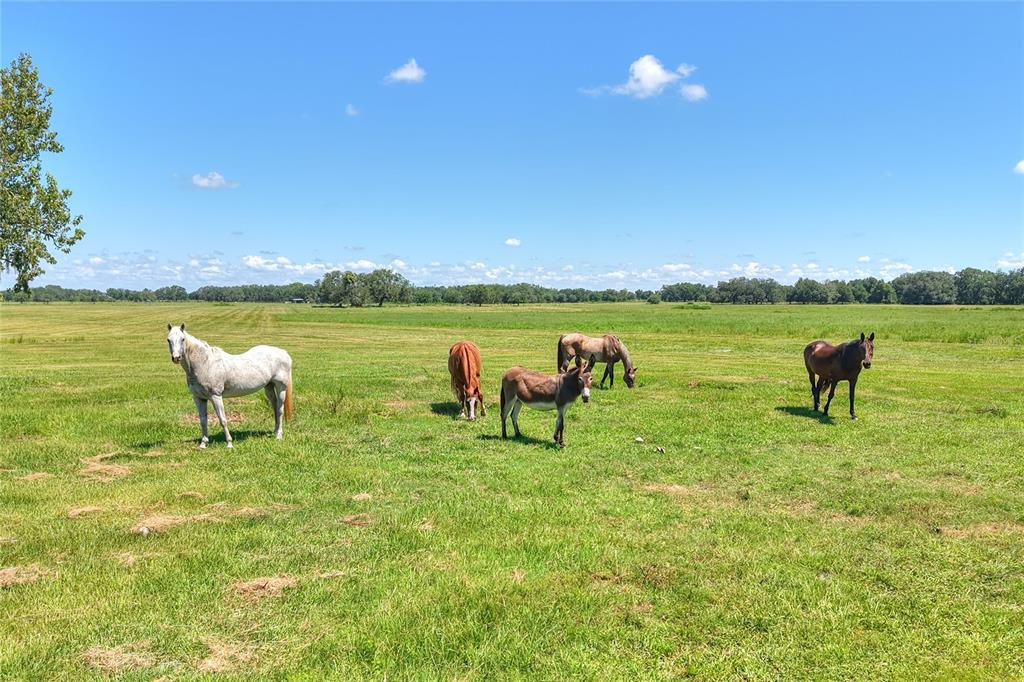 Northwest Limestone Heights Street Arcadia, FL 34266 - Photo 29 of 62