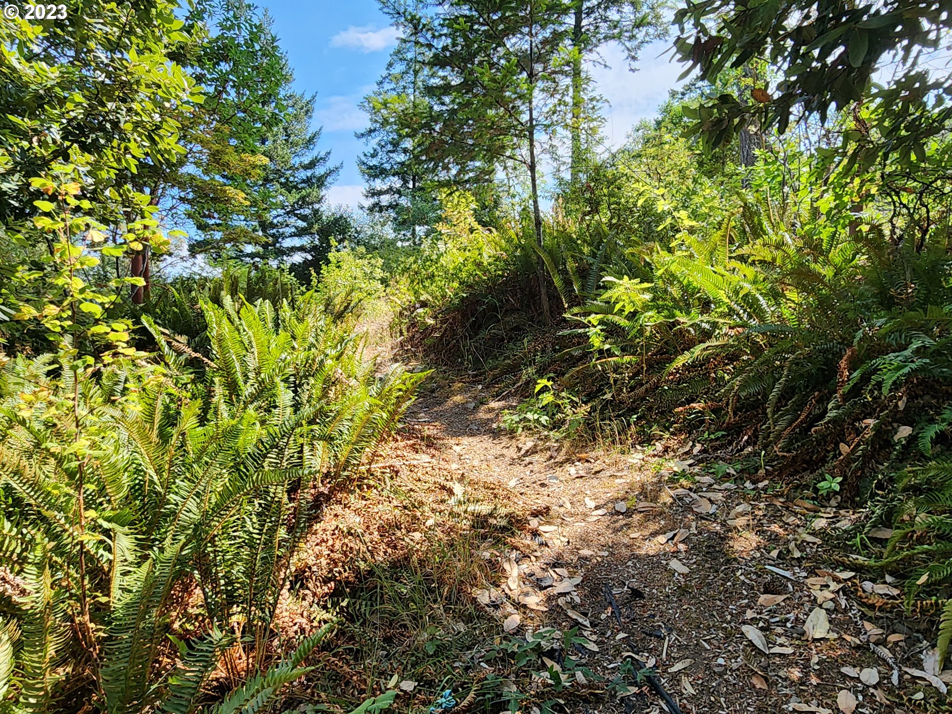 29281 North Grizzly Road Gold Beach, OR 97444 - Photo 37 of 48 Acreage