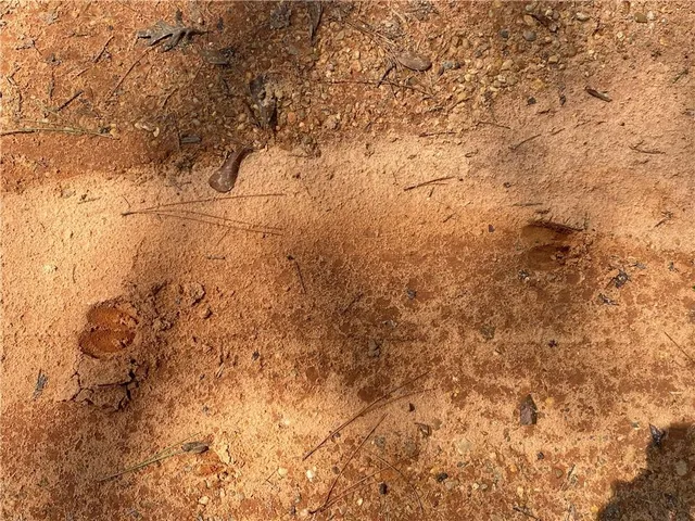 $310,560 | 2791 Highway 10 Other Greensburg La, Kentwood, LA 70444