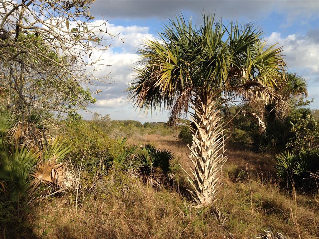 50670 Bermont Road Punta Gorda, FL 33982 - Photo 11 of 17 a view of a backyard of a house