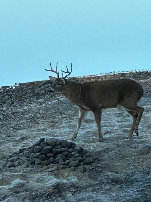 304 Whitehouse Road West Newfield, ME 04095 - Photo 59 of 60 Local Wildlife